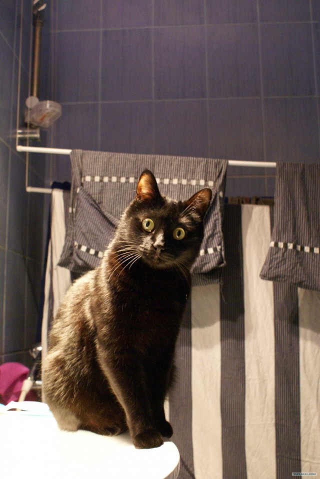 Котовторник  12. 06. 2012