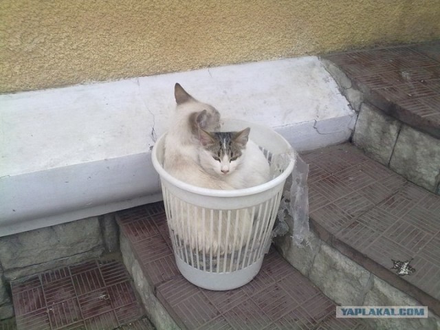 Котовторник  16.10.12