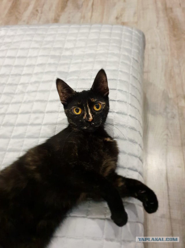 Трехцветное счастье