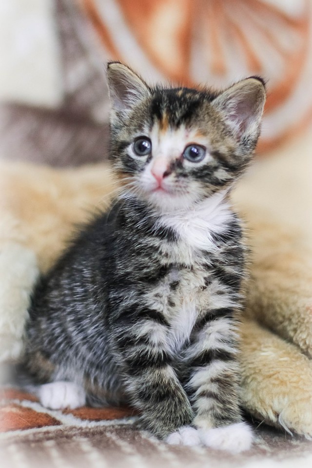 Забавные фото котеек