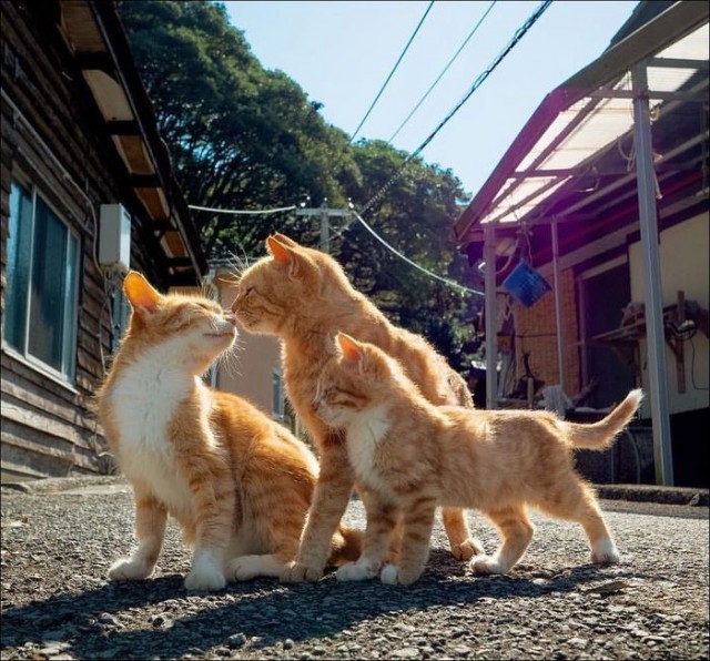 Забавные фото котеек