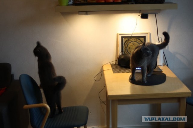 8 основных законов котиков