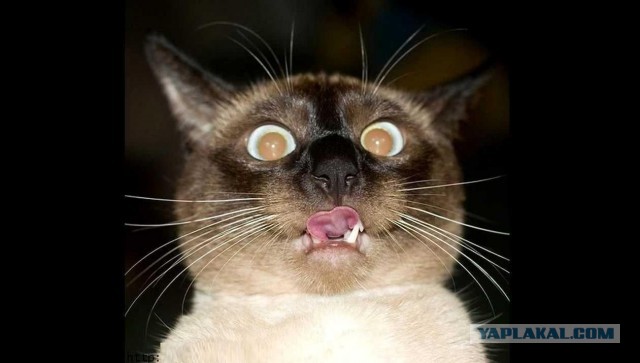 Жорево на 23 февраля!