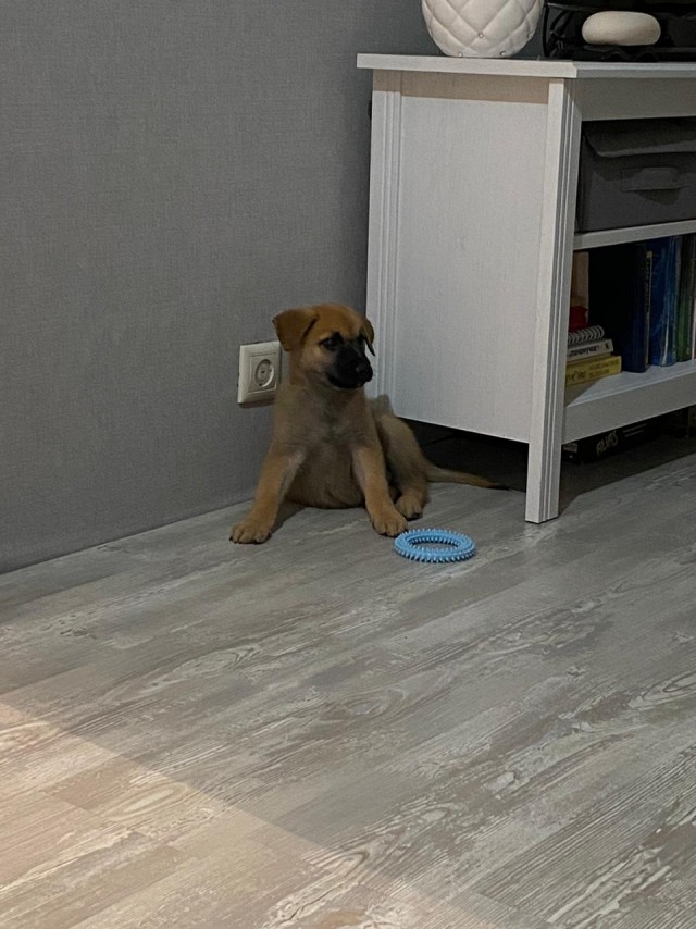 Эти забавные животные