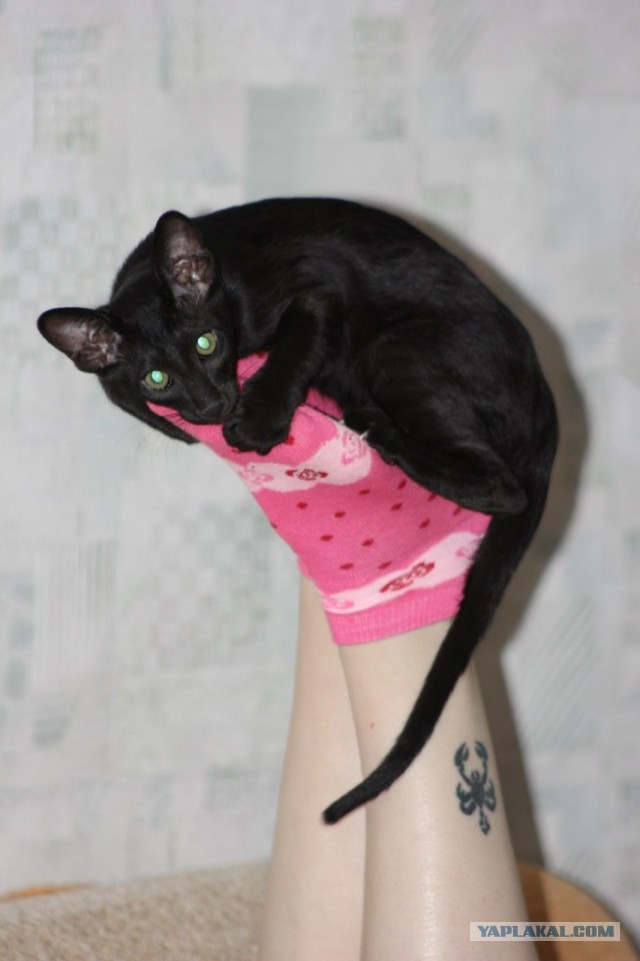 Хоба! Котовторник!