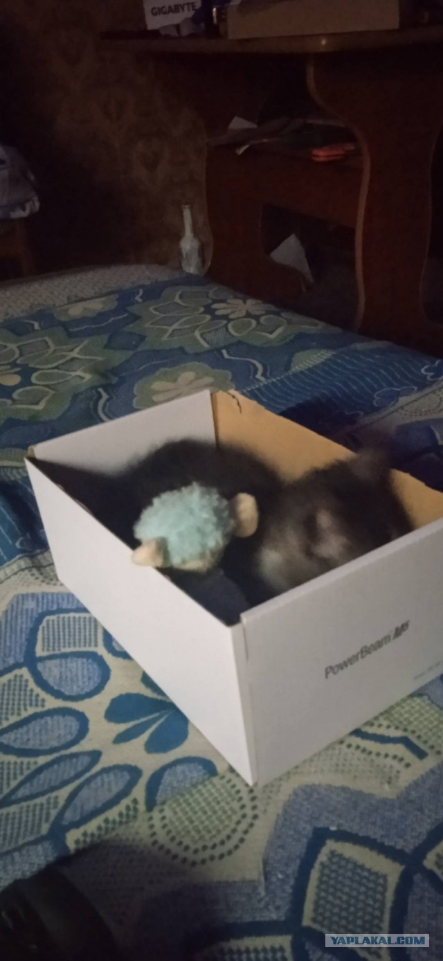 Котовторник 25.01.22