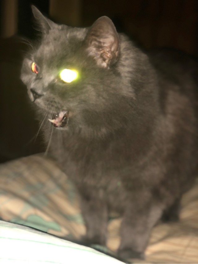 Котовторник