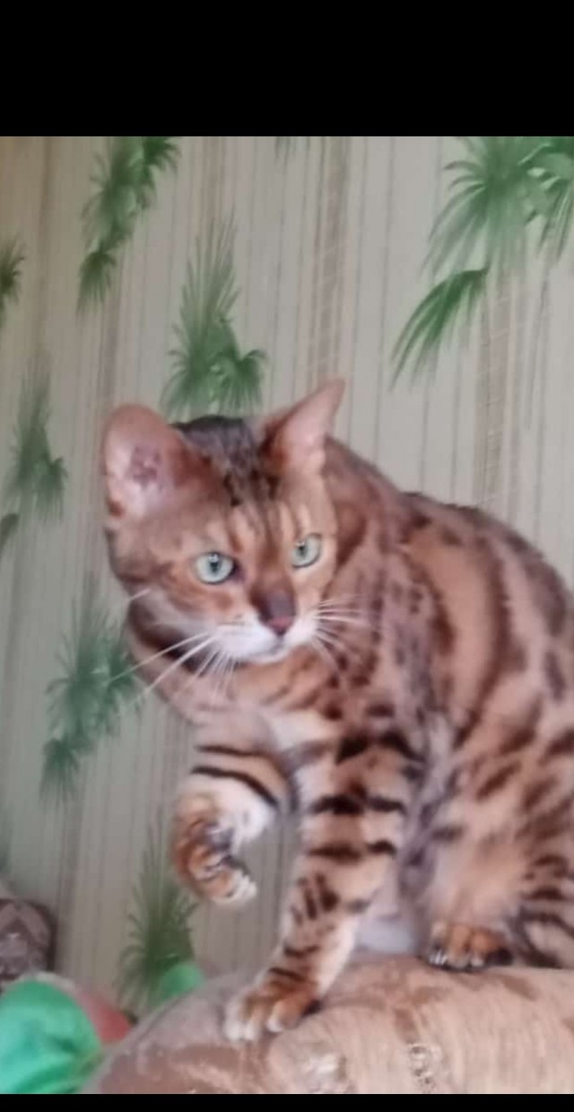С Котовторником вас! Зовут Чеса!