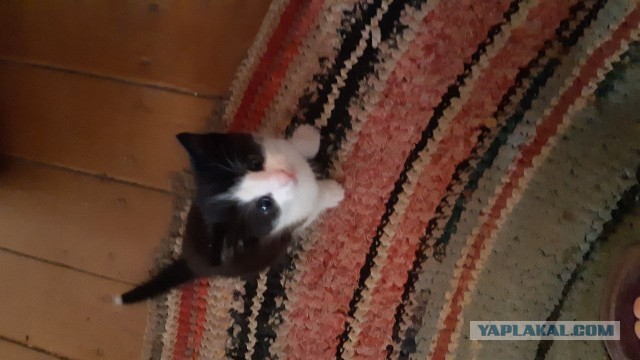Котята