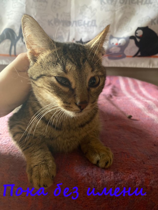Жизнь домашнего приюта "Котоленд" 380