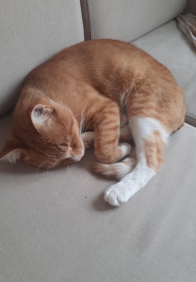 Ищу хозяина кота