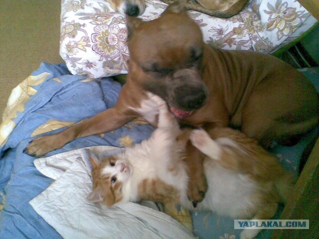 Котовторник 23.04.2013