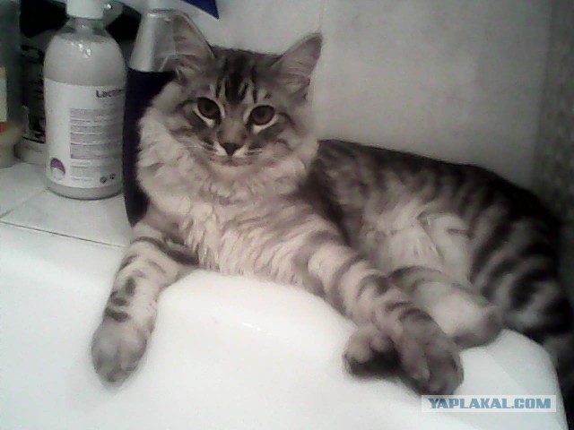 Котовторник 30.04.2013
