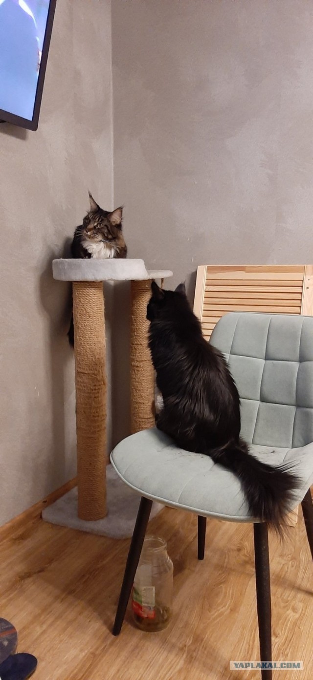 Кот, который смотрит на собак, как на свою добычу