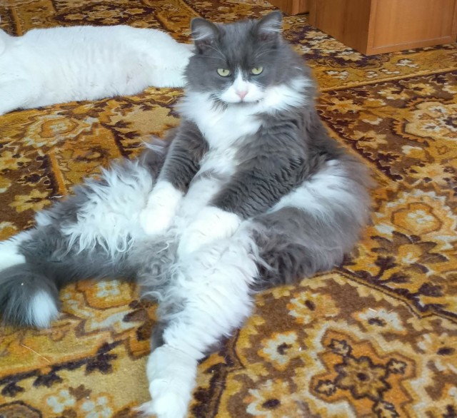 Принимайте в собратья, которабы