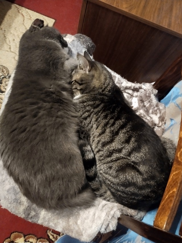 К котовторнику