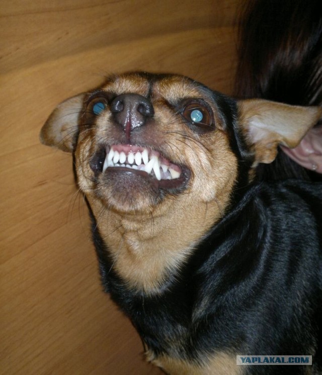 10 самых агрессивных пород собак