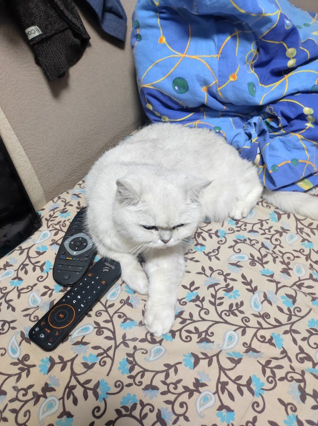 Котовторник?