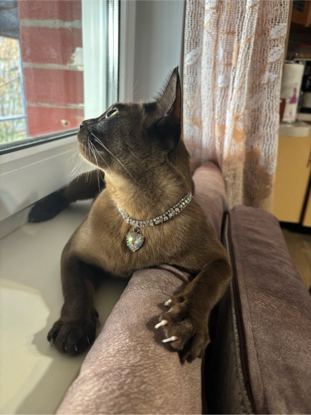 Котовторник. Где коты? Мой вот!