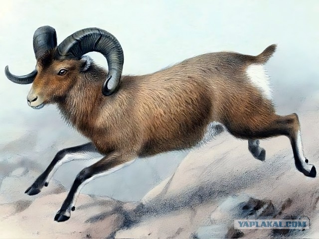 На Камчатке уже неделю ищут пропавшего в глухой тайге охотника
