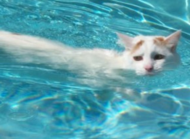Зачем моряки держали кошек на кораблях — и это не про крыс