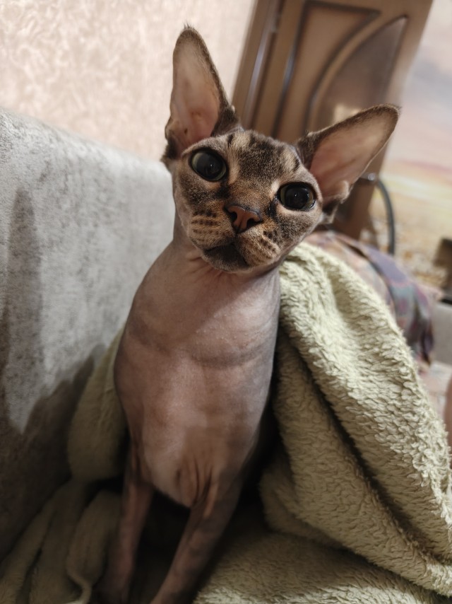 В защиту кошек породы Сфинкс канадский...