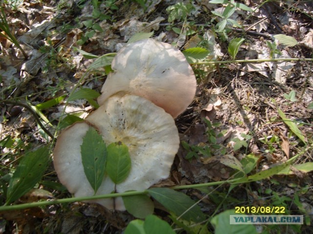 Поехали за грибами, приехали с карасями.
