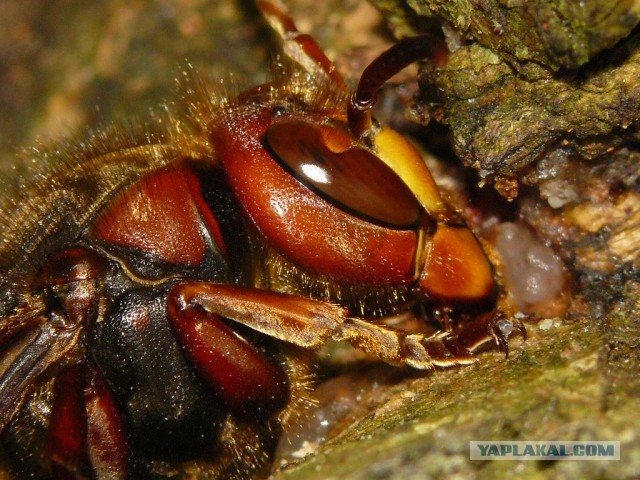 Шершень (Vespa crabro)