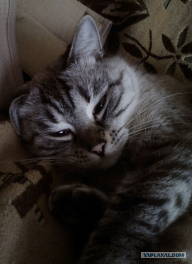 Завидую своему коту