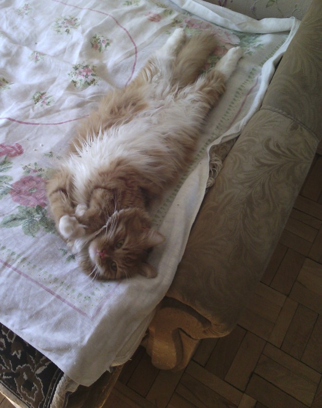 Говорящие коты