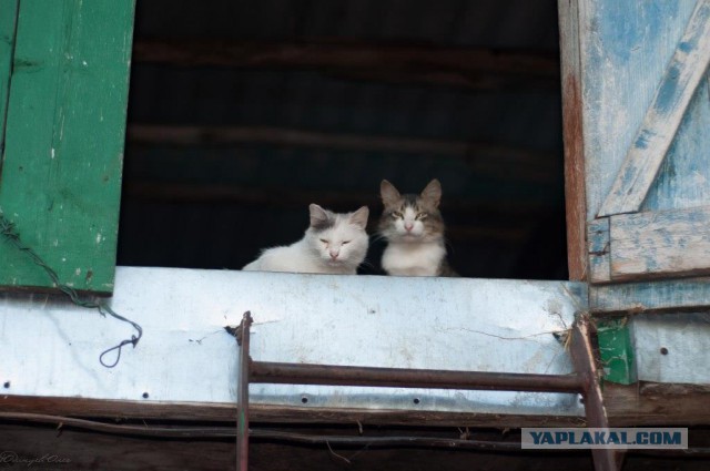 Котовторник 02.09.2014