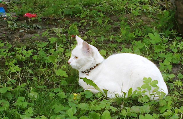 Котовторник 09.09.2014