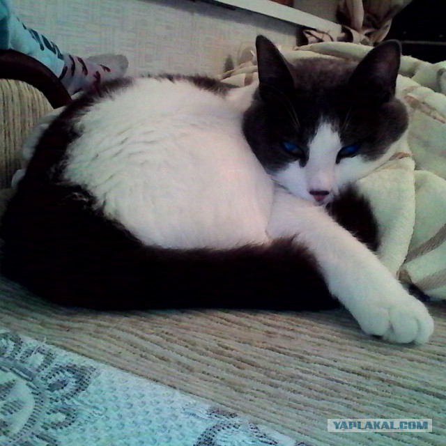 Котовторник 23.12.2014