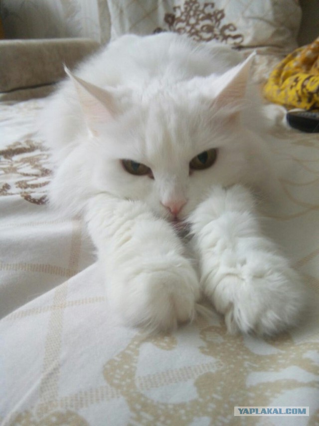 Котовторник 30.12.2014