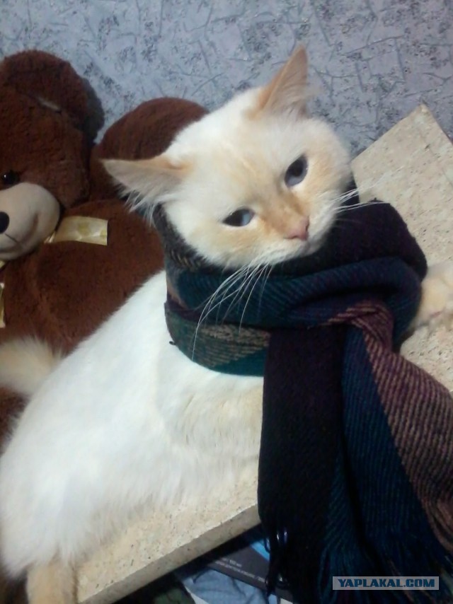 Котовторник
