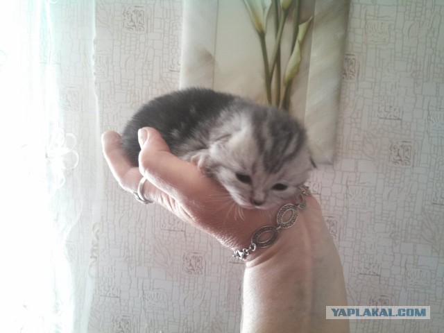 Котовторник 7.07.2015