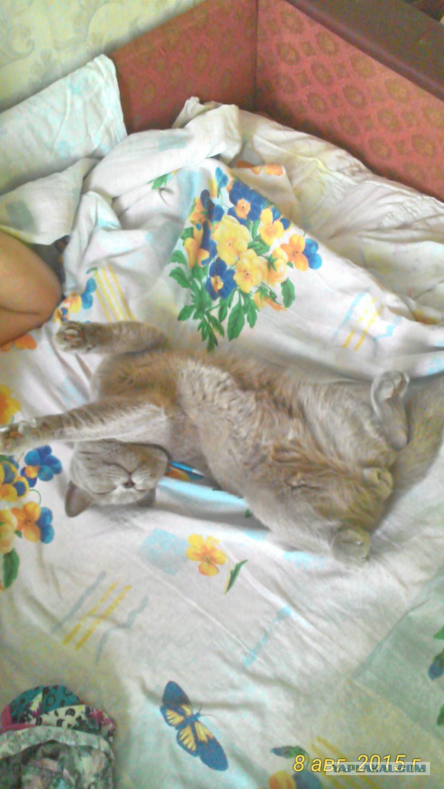 Котовторник 11.08.2015