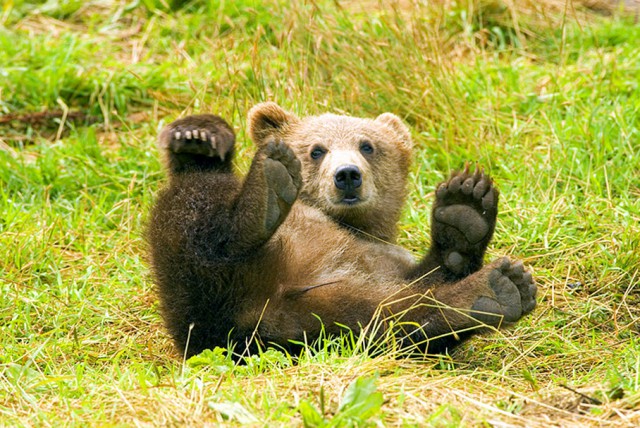 Как узнать, что в лесу нет медведя?