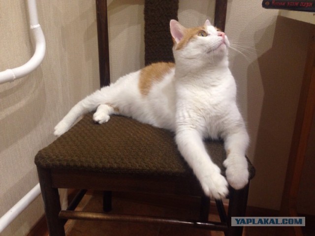 Котовторник 06.10.2015