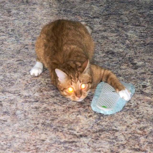 Котопёсо суббота
