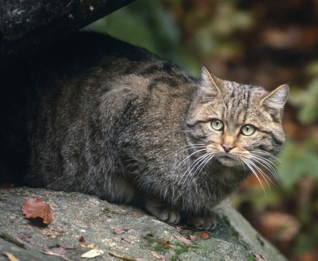 Европейский дикий кот