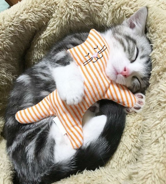 Коты и Кошки