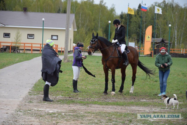 Просим помощи в поиске Лошади