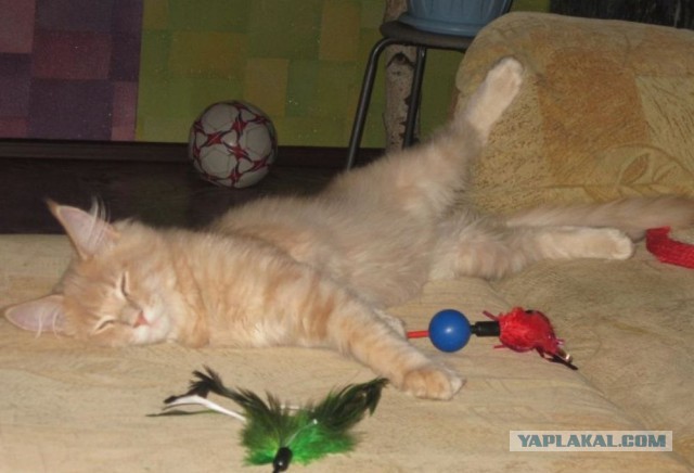 Мы не рабы! Рабы не мы! (котовторнику посвящается)