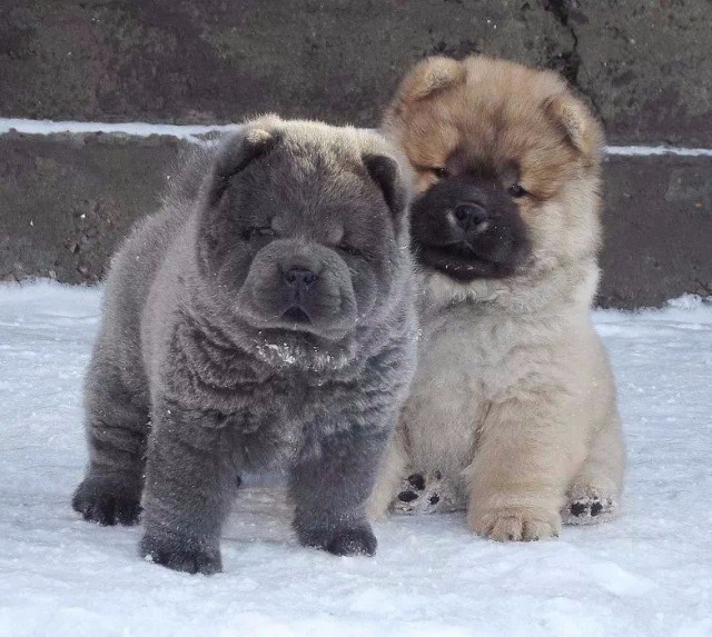 Живность из сети
