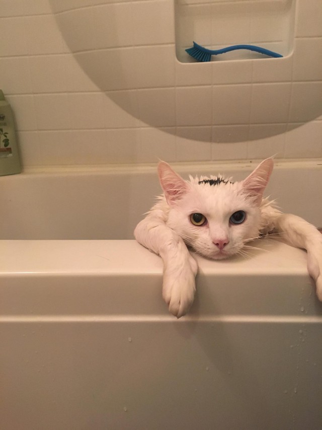 Коты и Кошки
