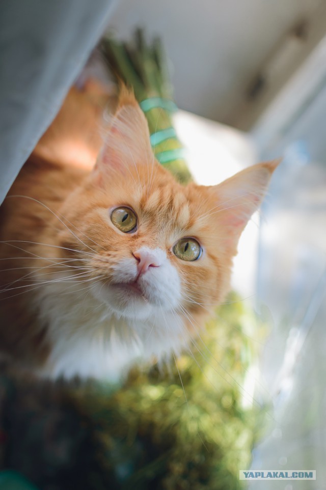 Котовторник 28.11.2017