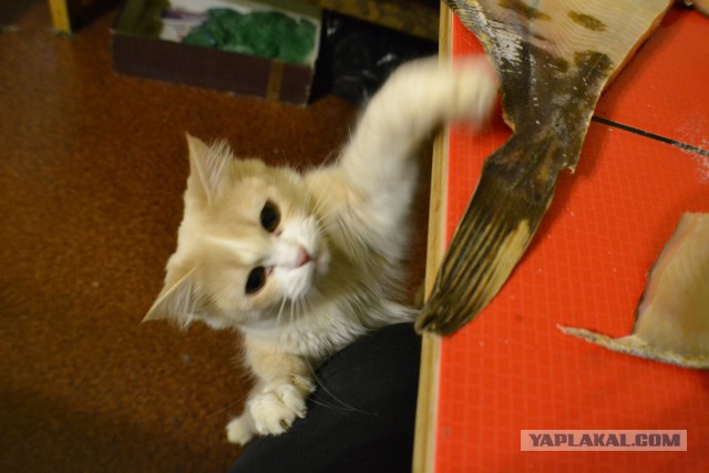 25 животных, которые ни за что не отдадут свое