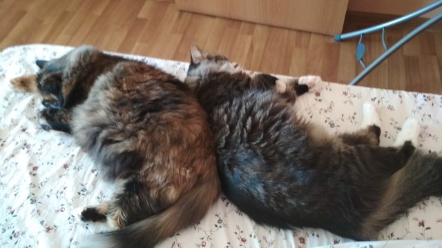 Котовторник  13.02.2018