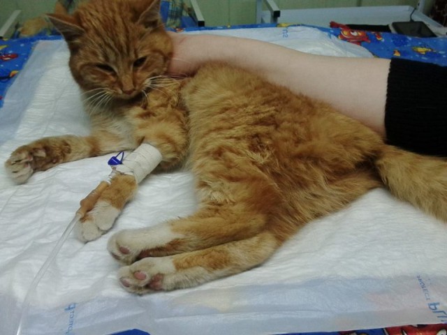 Две ветеринарные клиники отказались спасать безнадёжную кошку – но видели бы они Зорьку сейчас